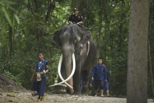 Thai Elephant Returned Home Amid Claims Of Abuse At Temple In Sri Lanka