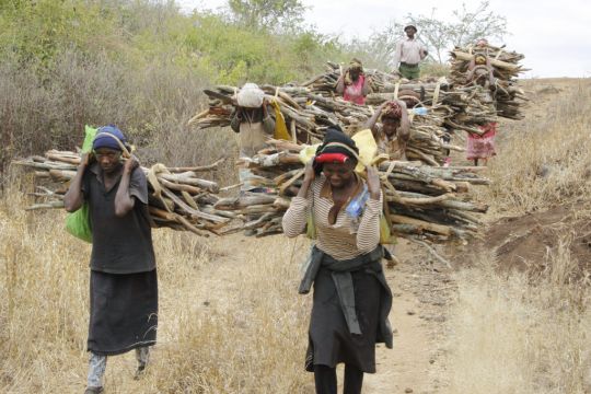 Environmentalists Concerned As Kenya Lifts Six-Year Logging Ban To Create Jobs