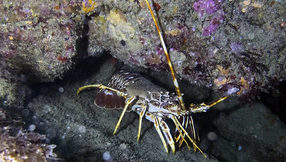 Cork Records Its First Ever Crayfish Plague On The River Blackwater