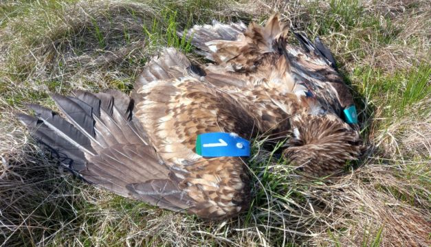 Tánaiste 'Saddened And Shocked' At Poisoning Of Eagle In Co Antrim