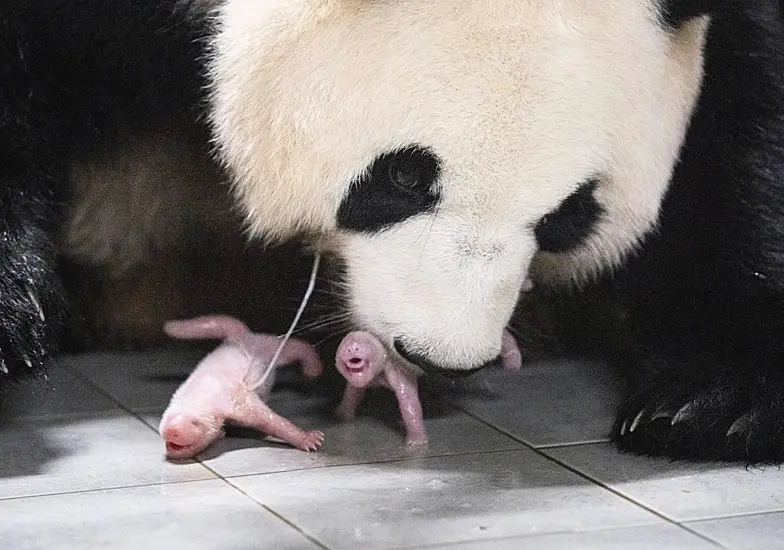 Giant Panda Gives Birth To Twins At South Korean Theme Park