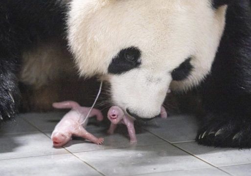 Giant Panda Gives Birth To Twins At South Korean Theme Park