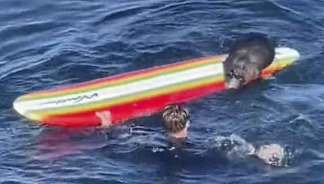 Wildlife Officials Search For Sea Otter Harassing Surfers In California