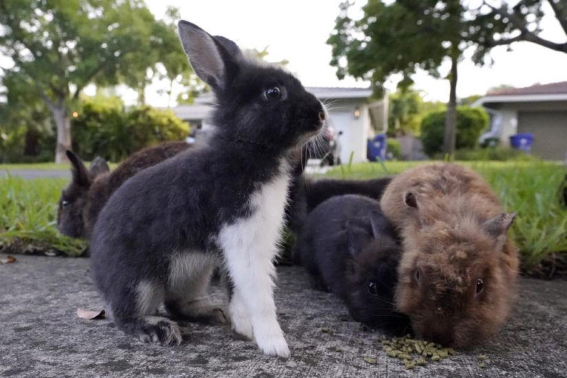 Rabbit Invasion Catches Florida Suburb On The Hop