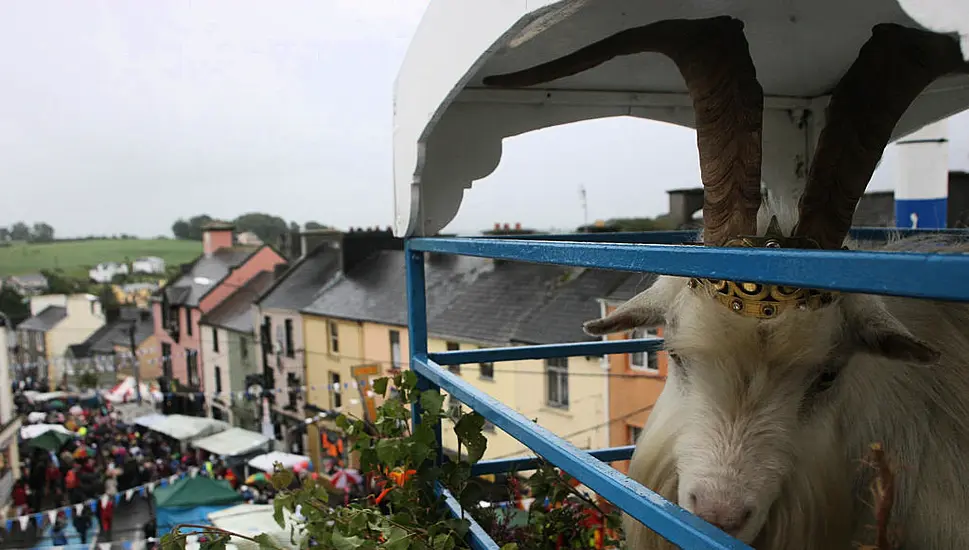 Goat To Spend Less Time On High Stand At Puck Fair After Welfare Concerns