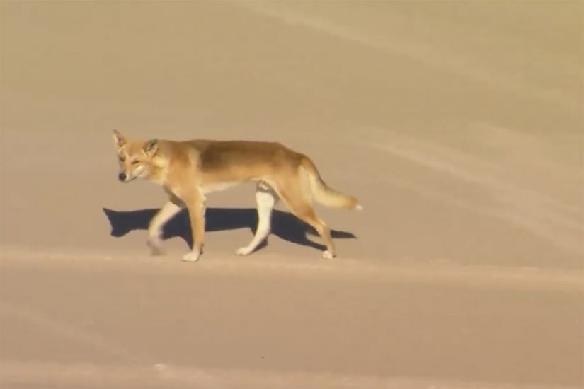 Woman Attacked By Pack Of Dingoes While Jogging On Australian Beach