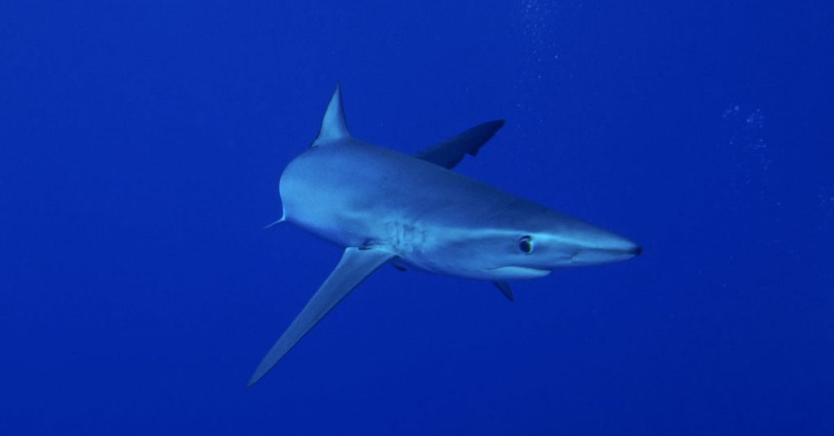Alerta aos turistas irlandeses sobre tubarões avistados perto de praias populares em Espanha e Portugal