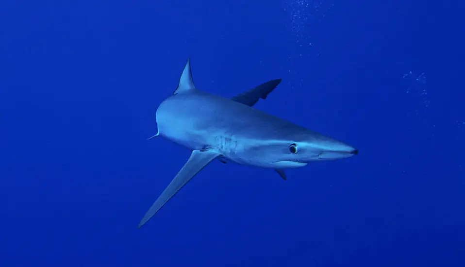 Warning To Irish Tourists As Sharks Spotted Near Popular Beaches In Spain And Portugal