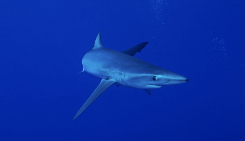 Warning To Irish Tourists As Sharks Spotted Near Popular Beaches In Spain And Portugal