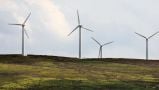 Wind Farm Development In Cork Refused Planning To Protect Whooper Swan Habitat