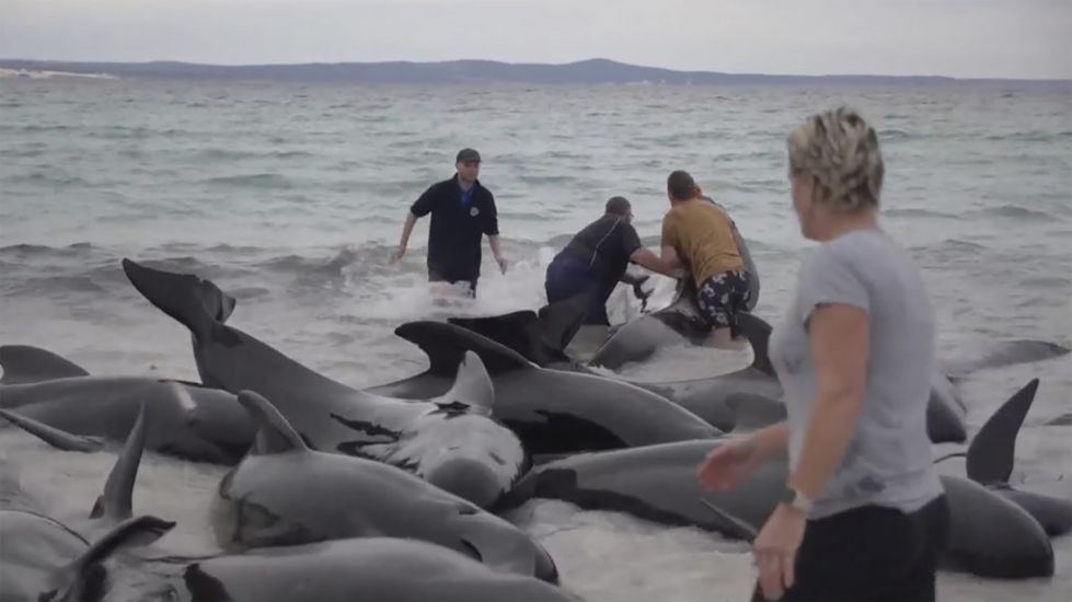 Rescuers Bid To Save Nearly 100 Beached Whales In Western Australia