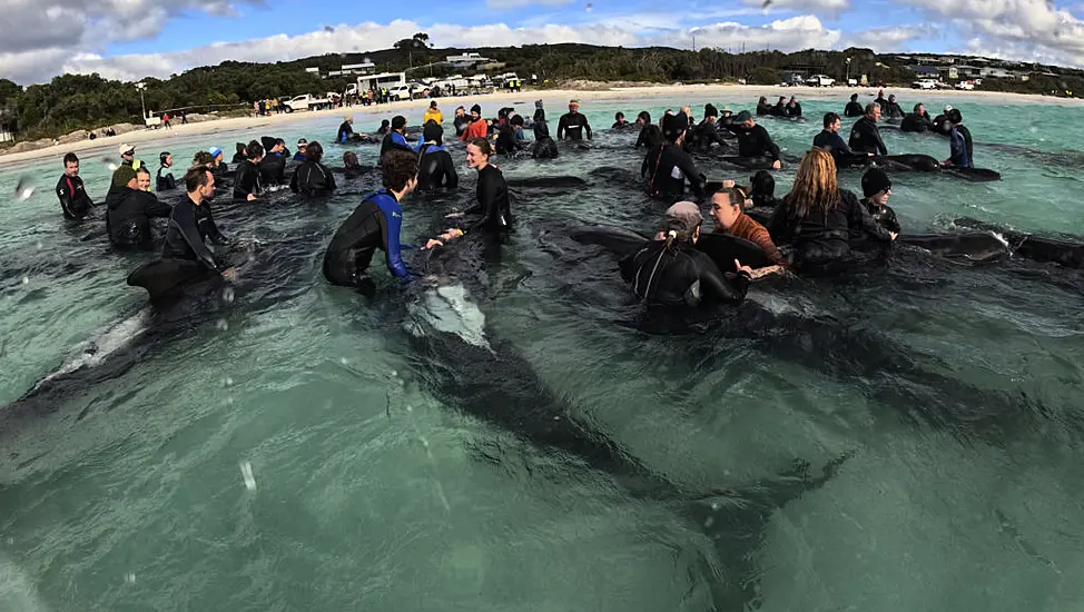 Survivors Of Whale Pod Beached On Australian Coast Are Euthanised