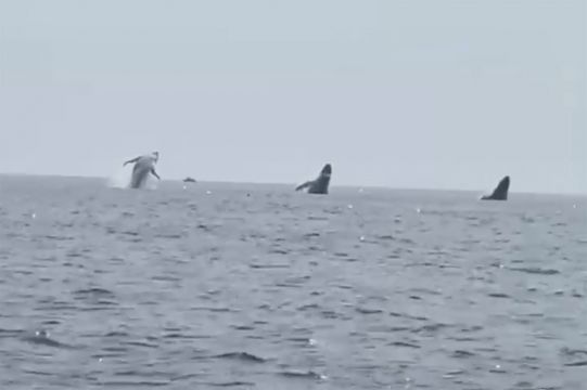 ‘Whale Ballet’ Provides Birthday Thrill For Father-Of-Three
