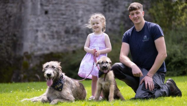 Irish Wolfhounds Settle Into Their New Home At Co Clare Castle