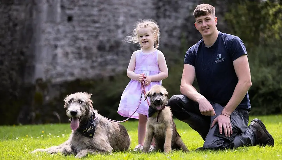 Irish Wolfhounds Settle Into Their New Home At Co Clare Castle