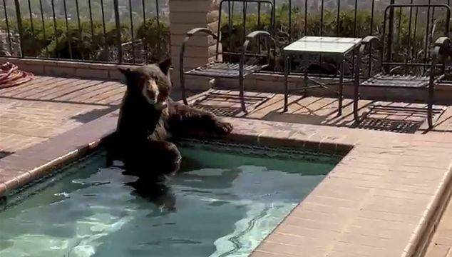 Bear Spotted In Southern California Jacuzzi During Heatwave