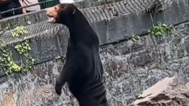 Tourists Flock To Chinese Zoo To See 'Human-Like' Bear