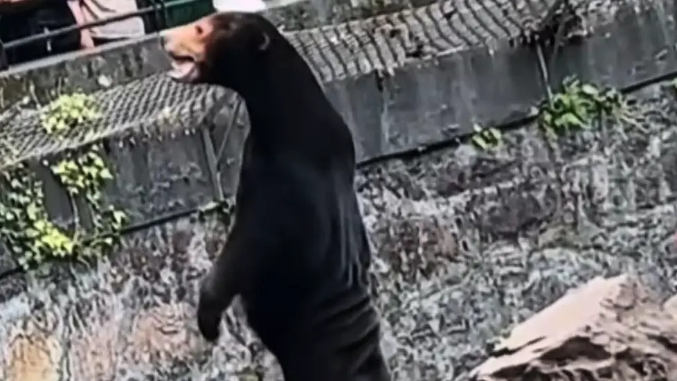 Tourists Flock To Chinese Zoo To See 'Human-Like' Bear