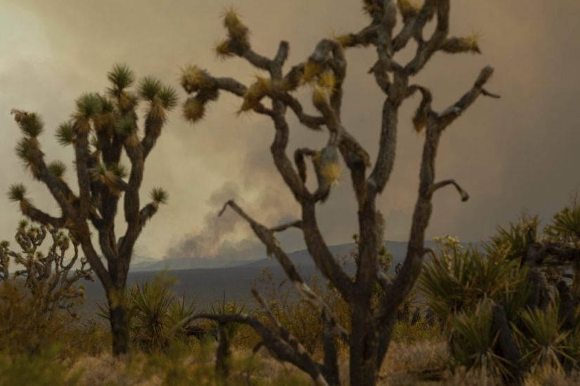 Progress Made Against California Wildfires But Flames May Burn Joshua Trees