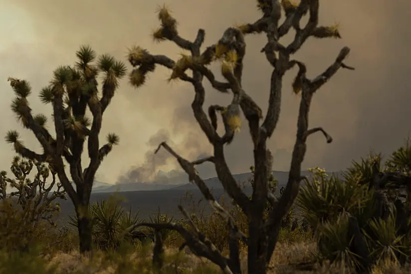 Progress Made Against California Wildfires But Flames May Burn Joshua Trees