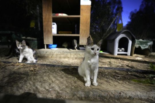 Cyprus Allows Human Covid Medications To Be Used On Cats To Fight Virus Mutation
