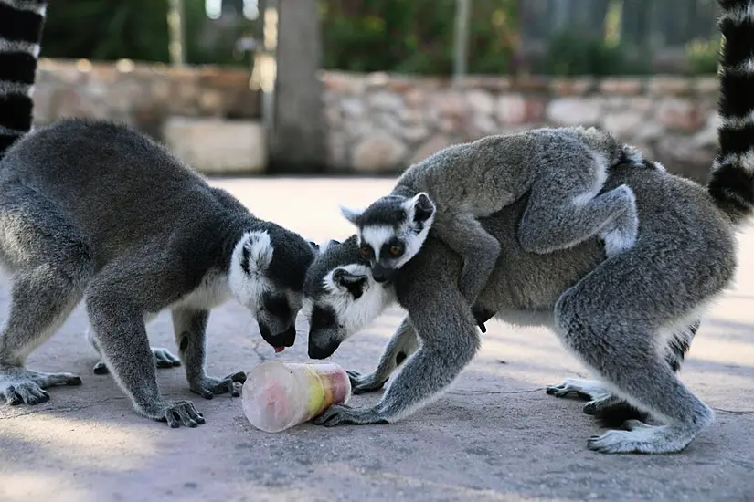 Greek Zoo Serves Up Frozen Meals To Animals To Help Them Beat The Heat