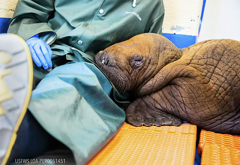 Vets Prescribe Round-The-Clock ‘Cuddling’ For Orphan Walrus Calf