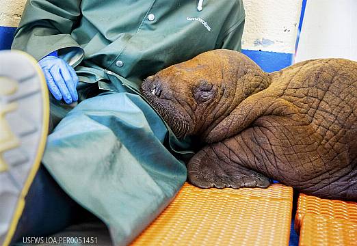 Vets Prescribe Round-The-Clock ‘Cuddling’ For Orphan Walrus Calf