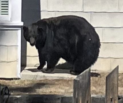 Us Authorities Capture Suspects In String Of Burglaries – A Bear And Her Cubs