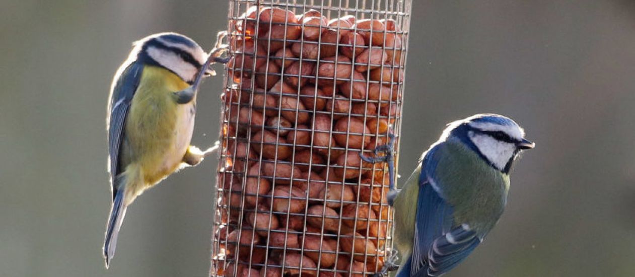 Areas With Lower Bird Diversity ‘Have More Mental Health Hospital Admissions’