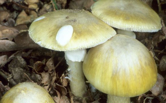 Wild Mushrooms Suspected Of Killing Three Who Ate Lunch Together In Australia