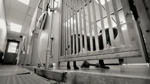 Dog Accused Of Biting Garda 'Incarcerated' Pending Decision To Put Animal Down
