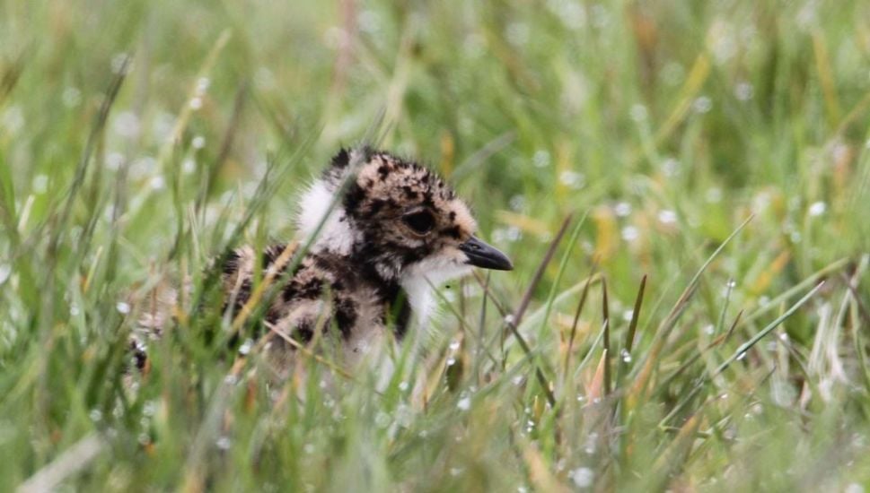 Endangered Bird Makes Return To Co Down Bog Thanks To Conservation Efforts