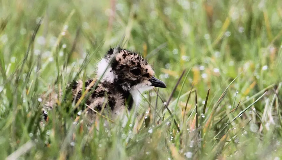 Endangered Bird Makes Return To Co Down Bog Thanks To Conservation Efforts