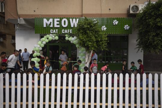 Gaza Strip Gets Its First Cat Cafe