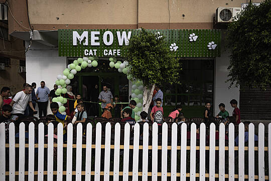 Gaza Strip Gets Its First Cat Cafe