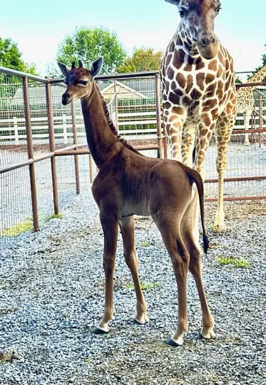 Rare Spotless Giraffe With No Coat Pattern Born At Us Zoo