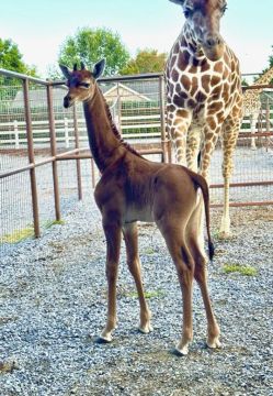 Rare Spotless Giraffe With No Coat Pattern Born At Us Zoo