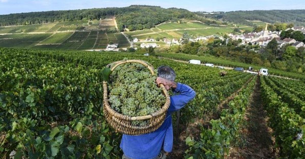 Un mantra français brûlant pour réduire la production de vin tout en améliorant la qualité
