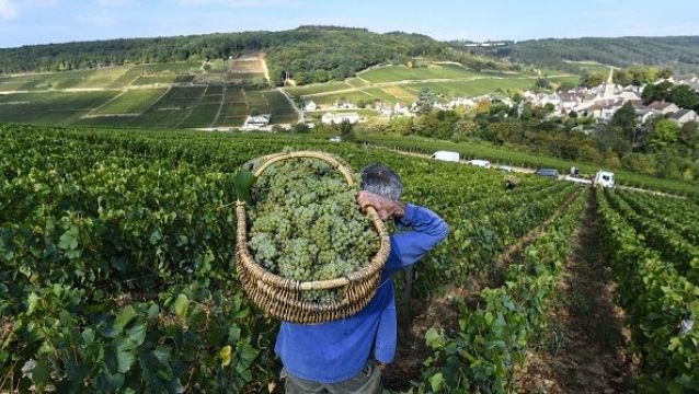 'Exceptional Vintage': French Hot Spell To Cut Wine Output But Boost Quality