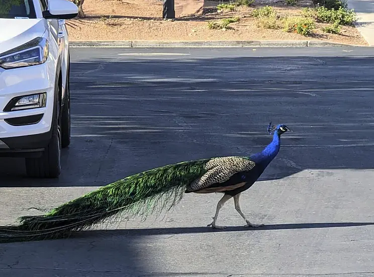 ‘Heartbreak’ After Las Vegas Favourite Pete The Peacock Killed With Arrow