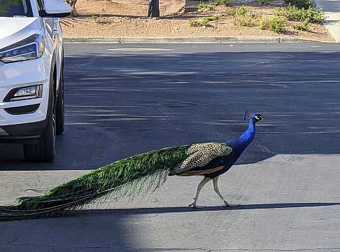 ‘Heartbreak’ After Las Vegas Favourite Pete The Peacock Killed With Arrow