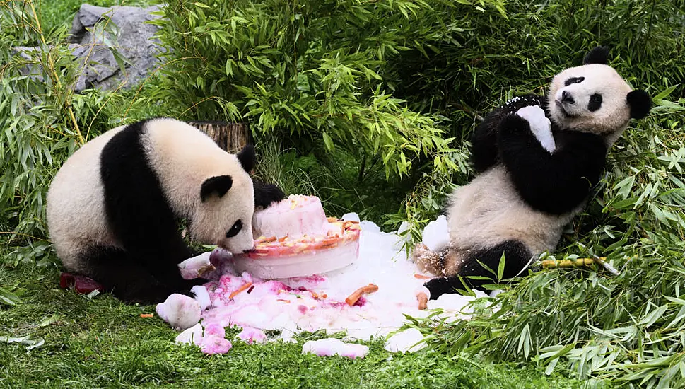 Germany-Born Pandas Celebrate Fourth Birthday Ahead Of Expected Trip To China