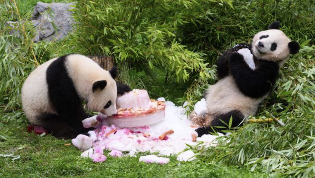 Germany-Born Pandas Celebrate Fourth Birthday Ahead Of Expected Trip To China