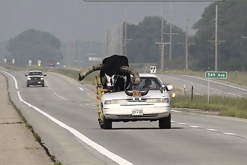 Man Pulled Over For Driving With Huge Bull Called Howdy Doody In Passenger Seat