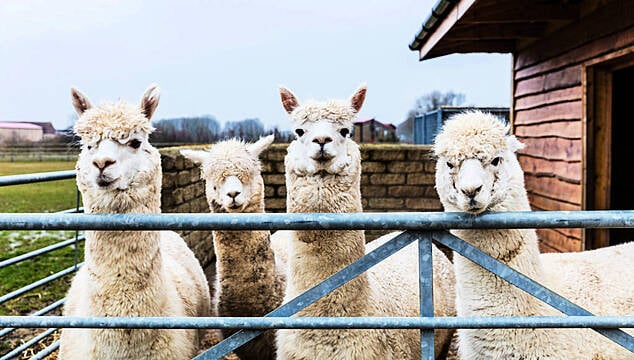 Man Jailed For Using Pandemic Cash To Buy Alpaca Farm