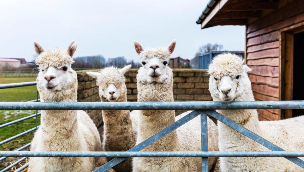 Man Jailed For Using Pandemic Cash To Buy Alpaca Farm