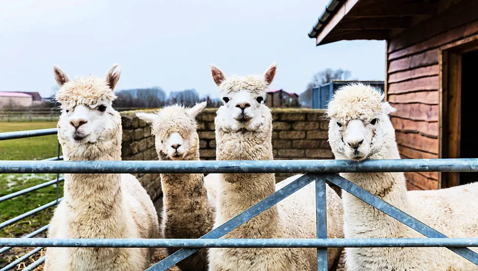 Man Jailed For Using Pandemic Cash To Buy Alpaca Farm