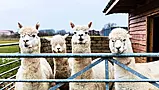 Farmer Brings Alpaca Therapy To Nursing Homes And Schools