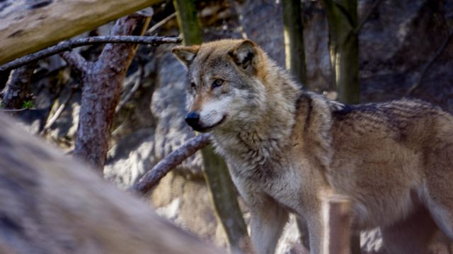 Eu Considers Limiting Protection For Wolves As Farmers Fear For Livestock